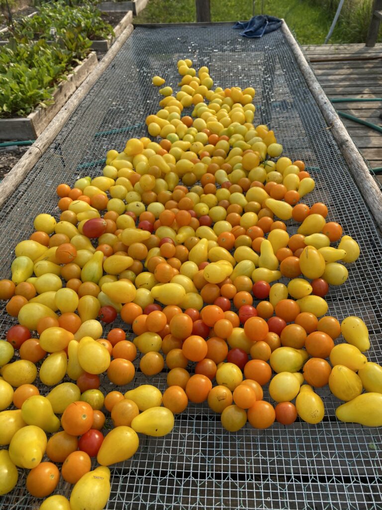 Tomatoes!!!!!
